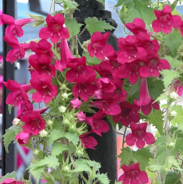 Red Creeping Gloxinia Plant - 5 to 9 Inch - Fast-Growing Vine