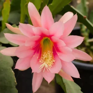 2 Live Salmon Epiphyllum Orchid Cactus Queen of the Night Succulent Plants 4"Pot