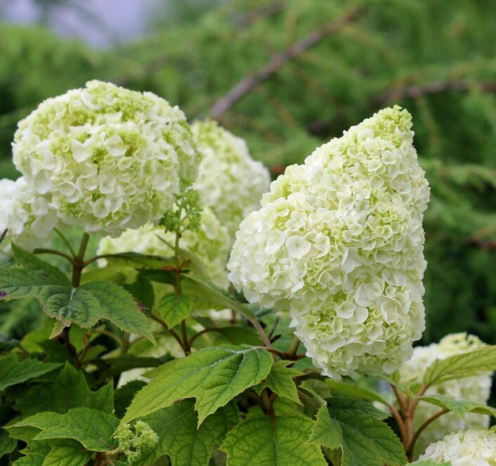 Hydrangea Quercifolia Starter Plant - 7-12 Inch - Oakleaf Hydrangea