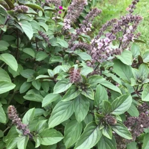 Set 2 African Blue Basils Plants Live for Planting 3-6