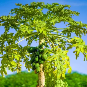 2 Marodal Papaya Tree Live Plants Mexico Papaya Tree 4