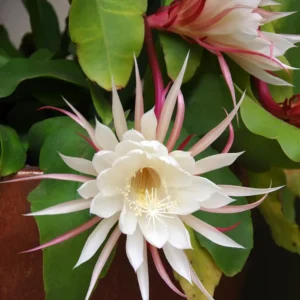 1 Pot with 1 Night Blooming Cereus Live Plant for Planting, Queen of The Night Cactus, White Flowering Epiphyllum