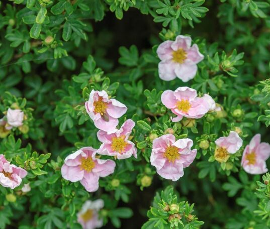 Potentilla Fruticosa 'Princess' - Shrubby Cinquefoil Starter Plant - 5-7 Inch - Pink Flowers - Image 2