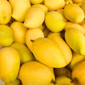 Live Ataulfo Mango Tree Plant Yellow Golden Mango Tree Fruit Starter Plant 4