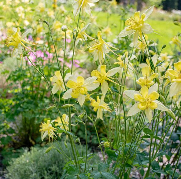 AQUILEGIA CHRYSANTHA Yellow Columbine Starter Plant - Hardy Perennial - Image 2