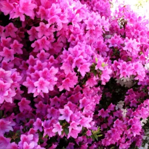 Azalea Purple Live Plant for Planting 10