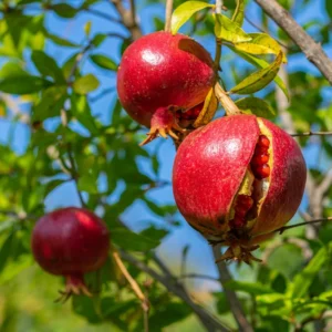 A Pomegranate Fruit Live Tree, Large Fruit and Sweet Fruit, 4