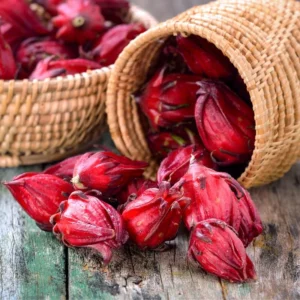 Roselle Live Plant for Planting 4