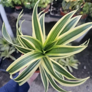 Dracaena Reflexa Song of India Succulent Live Plant - 4 Inch Pot - Home Garden Decor