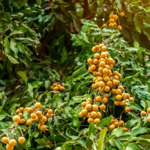 A Longan Live Fruit Plant Fruit Tree Tropical Plant for Garden 4