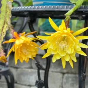 Yellow Epiphyllum Orchid Cactus Queen of the Night Succulent Plants - 4" Pot Live Plants