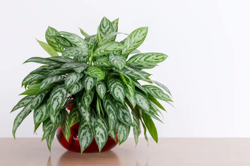 Aglaonema Maria