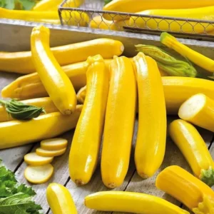 2 Yellow Zucchini Live Plants in 4
