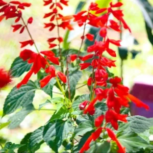 Pineapple Sage Plants Set - 4" Pot Red Salvia Live Bush for Friendly Gardens