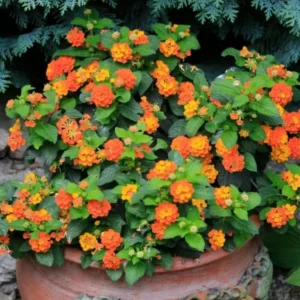 1 Pot-2 Lantana Bright Orange Plants Live for Planting 4
