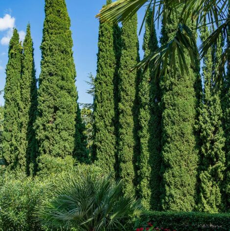 Italian Cypress Starter Plant - 15-20 Inch - CUPRESSUS SEMPERVIRENS STRICTA