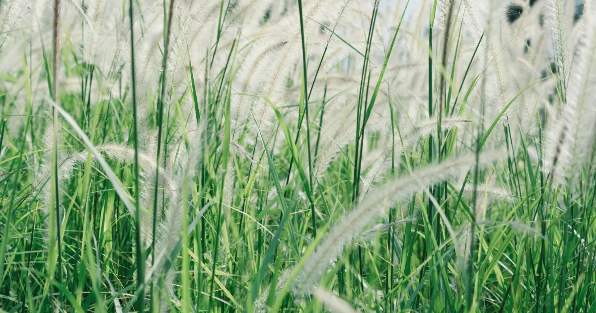 pruning pampas grass