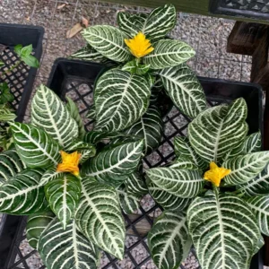 Aphelandra Zebra Plant - 4 Inch Potted Flowering Plant for Home Garden Decor