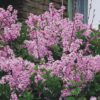 SYRINGA JOSEE Reblooming Lilac - Fragrant Starter Plant 6-8 Inch