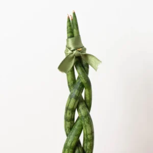 Braided Snake Succulent Live Plant 4