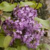 Syringa 'Old Glory' Starter Plant - 6-8 Inch - Fragrant Lilac Shrub
