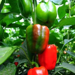 Sweet Pepper Plants - Live Heirloom Vegetable Plants - Ready to Plant
