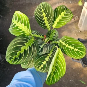 Maranta Lemon Lime Live Plant - 4 Inch Pot - Leuconeura Garden Plant
