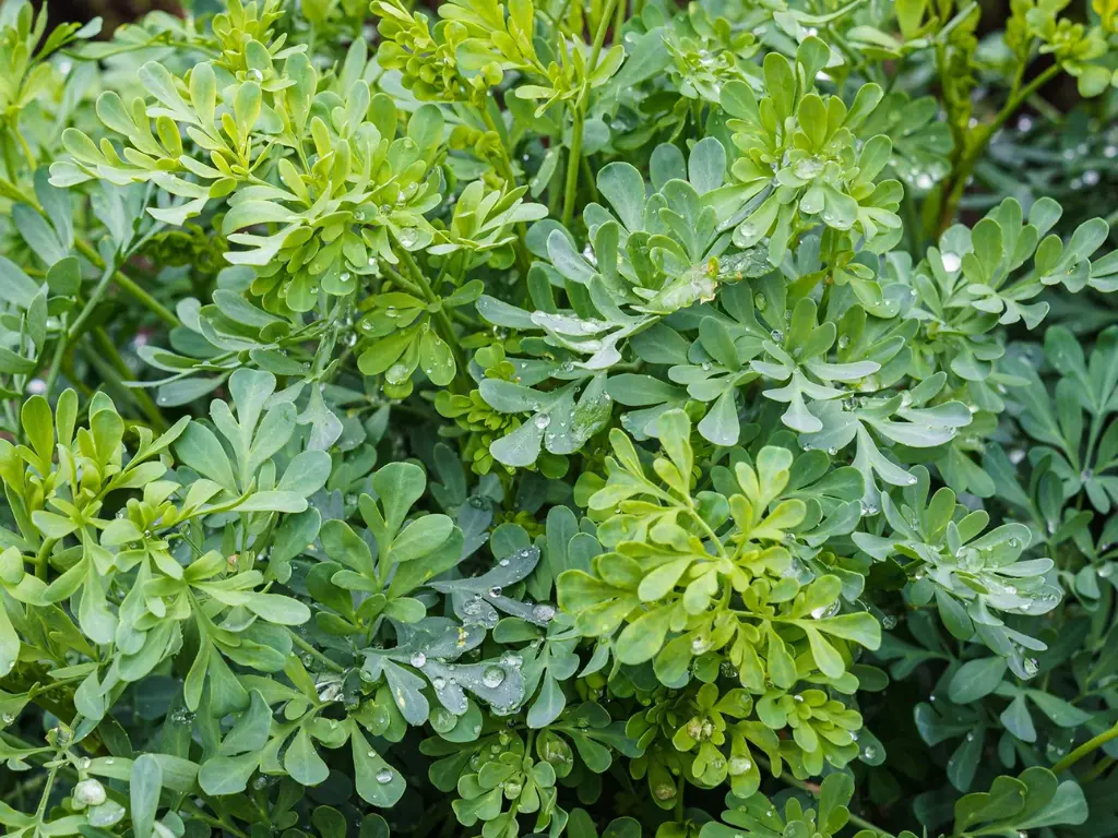 rue herbs