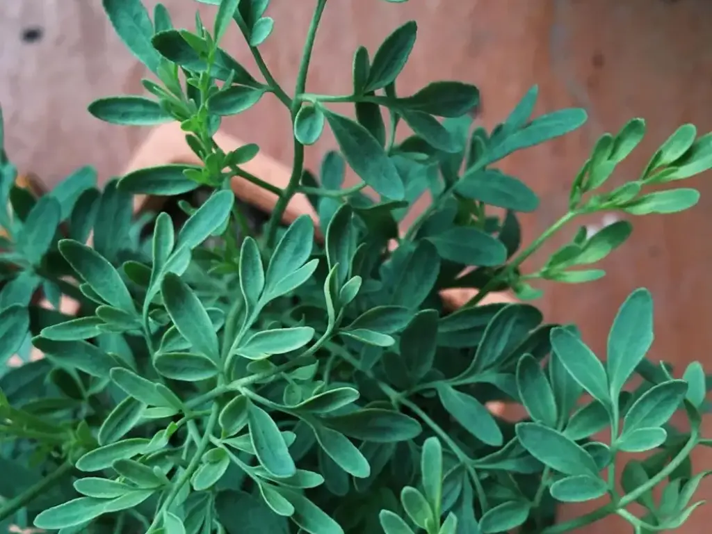 rue plant
