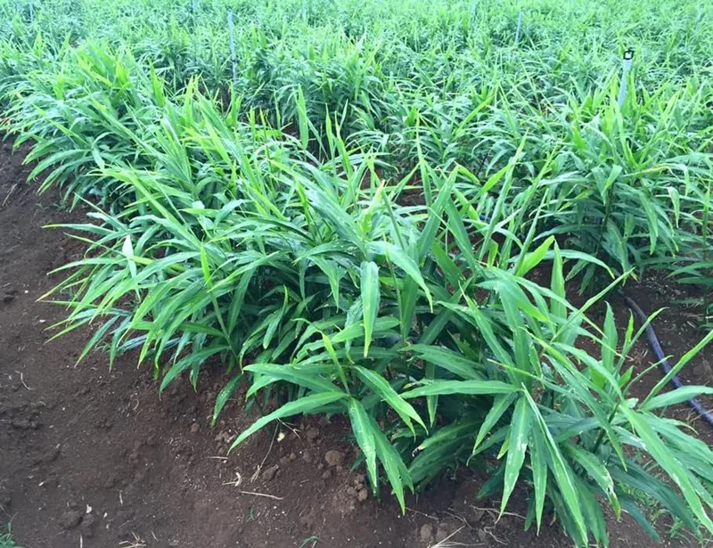 s 2 Live Perennial Ginger Plants Fragrant Ginger Plants Zingiber Officinale Plant 4-8 Inch