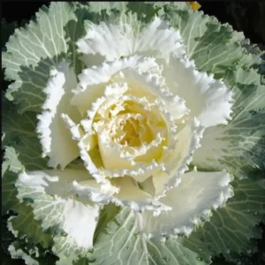 1 Pot Ornamental Cabbages (White) Plant Live for Planting 3-6