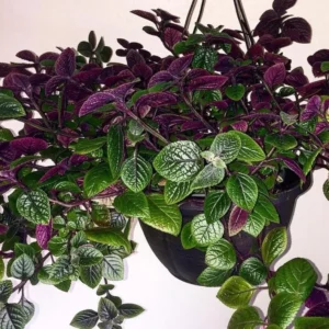 Set 2 Purple Swedish Ivy Plants Live for Planting 3-6