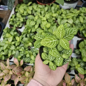 Fittonia Joly Lemon Live Plant 2" Pot - Indoor/Outdoor Home Garden Decor