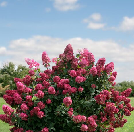 Hydrangea Paniculata FIRE LIGHT Starter Plant - 7-9 Inch - Dormant - Image 2