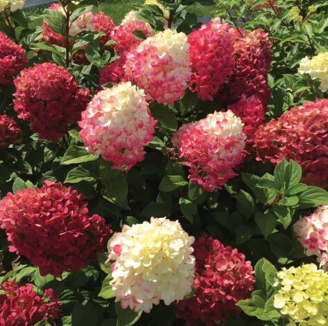 Hydrangea Little Lime Punch - Starter Plant - 5-7 Inch - Colorful Blooms