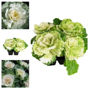 1 Pot Ornamental Cabbages (White) Plant Live for Planting 3-6