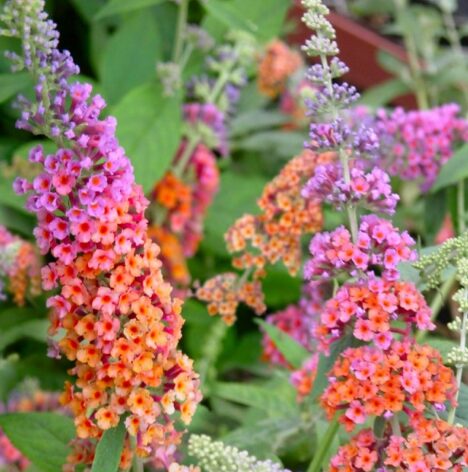 Buddleia Bicolor Butterfly Bush - 2-4" Starter Plant, Fragrant