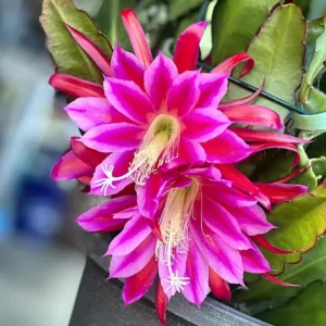 2 Live Pink Epiphyllum Orchid Cactus Queen of the Night Succulent Plants, 4