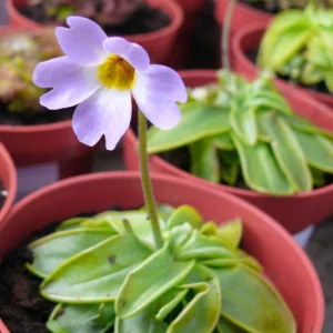 Carnivorous Primrose Butterwort Pinguicula Primuliflora - 3 Inch Pot