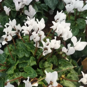 Cyclamen White Live Plant4