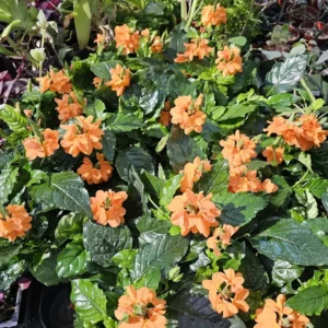 Crossandra Orange Marmalade Live Plant 4