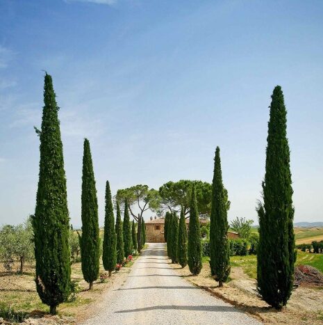 Italian Cypress Starter Plant - 15-20 Inch - CUPRESSUS SEMPERVIRENS STRICTA - Image 2