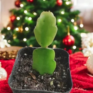 Schlumbergera x Buckleyi Christmas Cactus 2