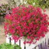 Phlox Subulata Scarlet Flame - Creeping Phlox - 2.5x3.5 Inch Starter Plant