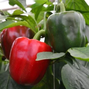 Sweet Pepper Plants - Live Heirloom Vegetable Plants - Ready to Plant