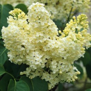 Syringa 'Primrose' Lilac - Fragrant Starter Plant - 4-6 Inch - Dormant