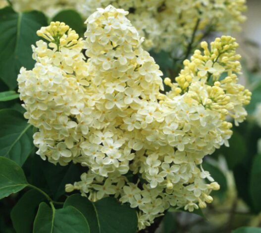 Syringa 'Primrose' Lilac - Fragrant Starter Plant - 4-6 Inch - Dormant
