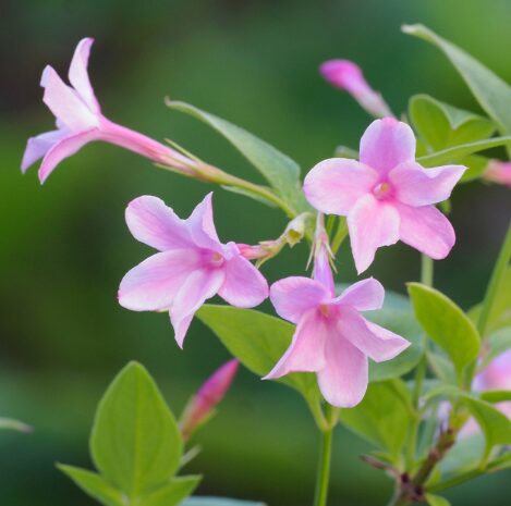 Jasmine Stephanense Fragrant Vine - 12-16 Inch - Hardy Flowering Plant