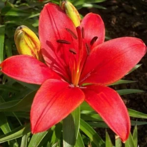 4 Red Asiatic Lily Bulbs Live for Planting, Red Lilium Flower Bulbs for Garden