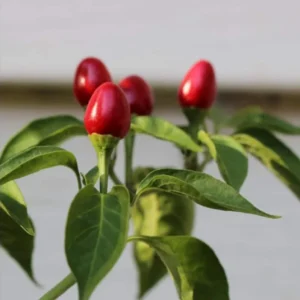 Chiltepin Pepper Plant - Live Plant 4" Tall - Hot Chile Pepper